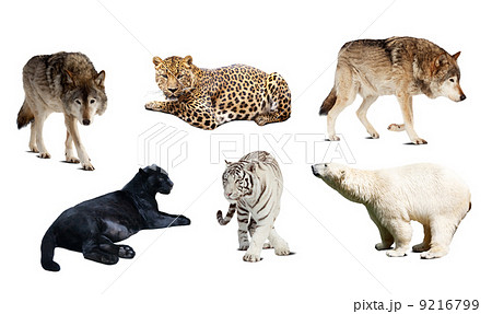 Set of Carnivora mammal. Isolated over white Set of Carnivora mammal. Isolated over white 9216799