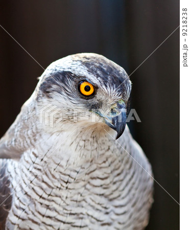 Hawk goshawk head 9218238