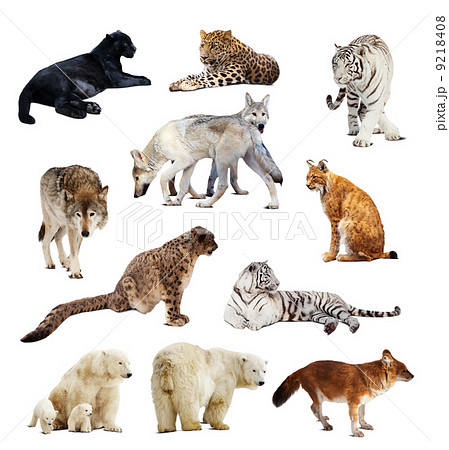 Set of images of predators 9218408