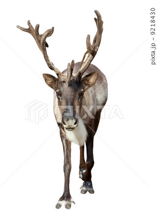 Caribou over white 9218430