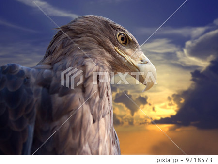 Head of eagle against sunset 9218573