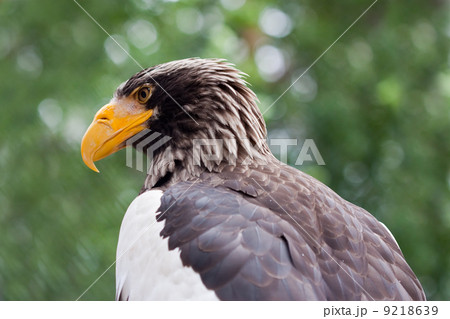 Steller's sea eagle Steller's sea eagle 9218639