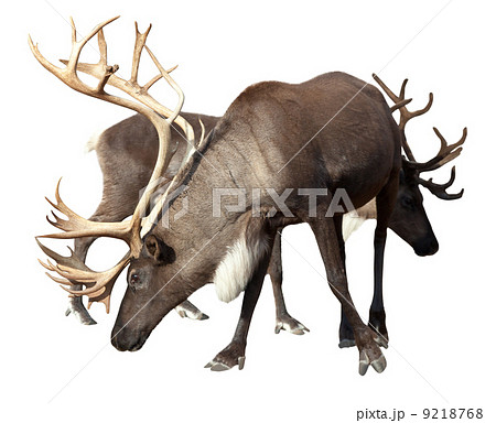 Two male reindeer Two male reindeer 9218768
