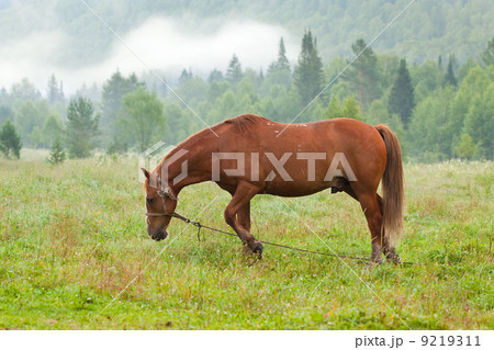 horse in morning horse in morning 9219311