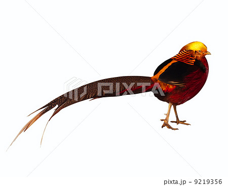 Golden pheasant. Isolated over white Golden pheasant. Isolated over white 9219356