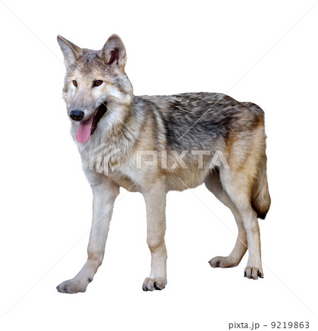 full length photo of gray wolf full length photo of gray wolf 9219863