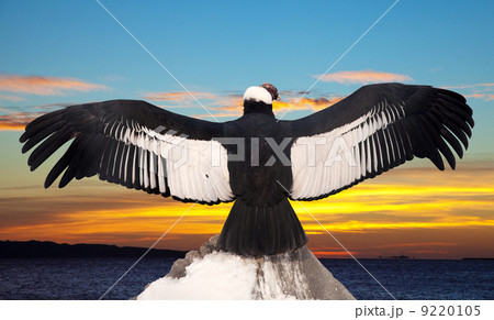 Andean condor 9220105