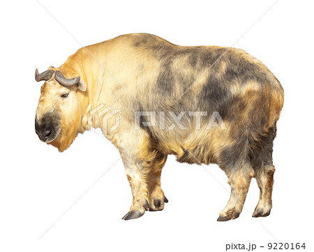 Takin. Isolated over white 9220164