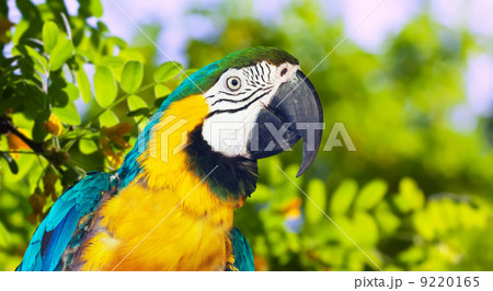 macaw in wildness area 9220165