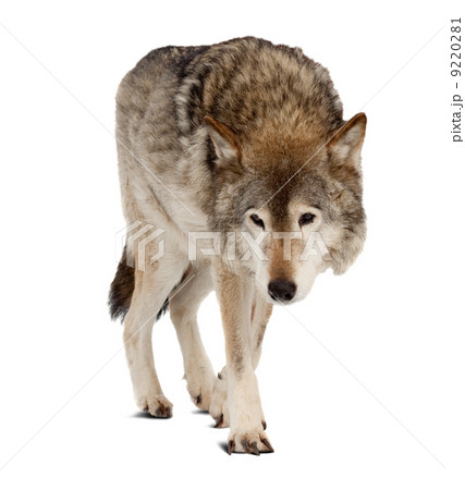 wolf. Isolated over white background 9220281