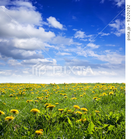 Summer landscape with dandelions 9220292
