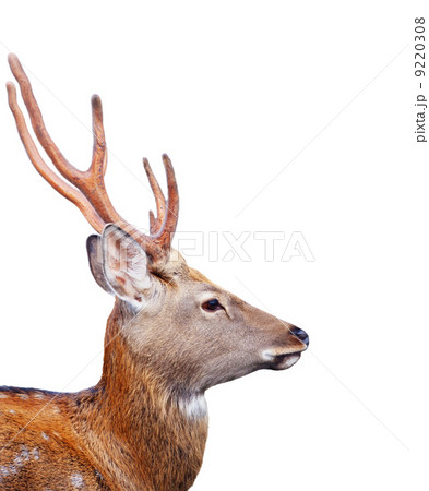 Head of Sika deer over white background 9220308