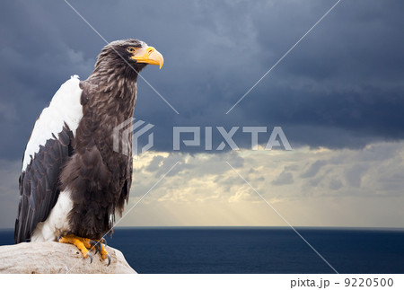 Steller's sea eagle Steller's sea eagle 9220500