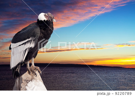 Andean condor against sunset sky 9220789