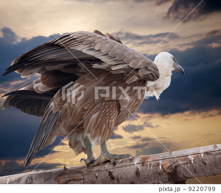 Griffon vulture 9220799