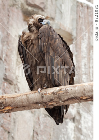 vulture sitting on wood trunk vulture sitting on wood trunk 9221081
