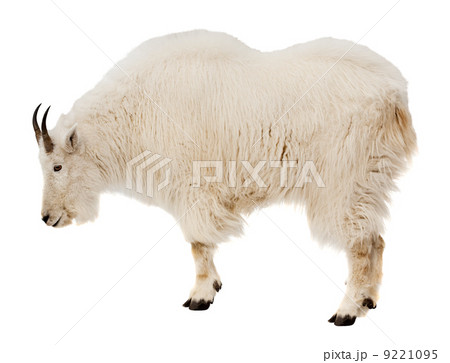 Rocky mountain goat. Isolated over white 9221095