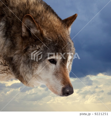 Head of wolf against cloudy sky Head of wolf against cloudy sky 9221251