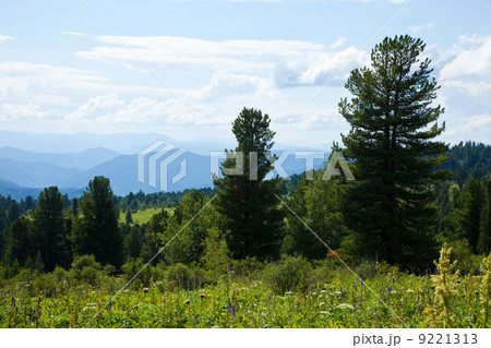 Forest mountains Forest mountains 9221313