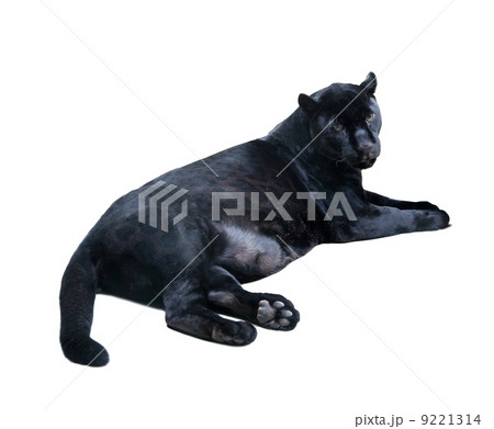lying black panthera. Isolated over white 9221314