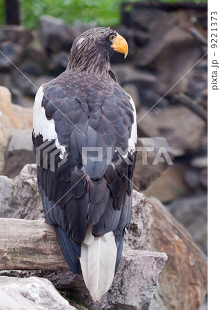 Steller's sea eagle 9221373