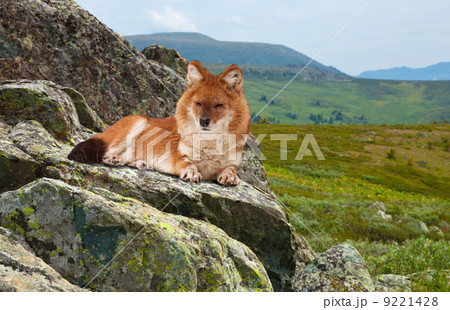 Dhole in windness area Dhole in windness area 9221428