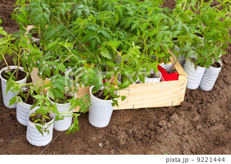 Seedlings tomato 9221444