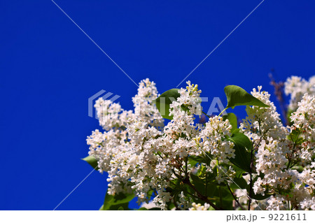 White lilac against blue sky 9221611