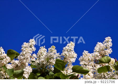 White lilac branch with copyspace 9221706