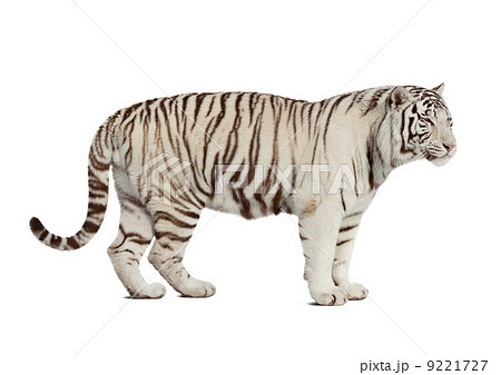 tiger. Isolated over white 9221727