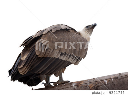 Griffon vulture. Isolated over white Griffon vulture. Isolated over white 9221755