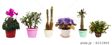 Set of houseplant in pots. Isolated on white 9221904