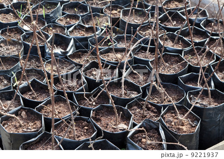 Ready for planting tree sprouts 9221937