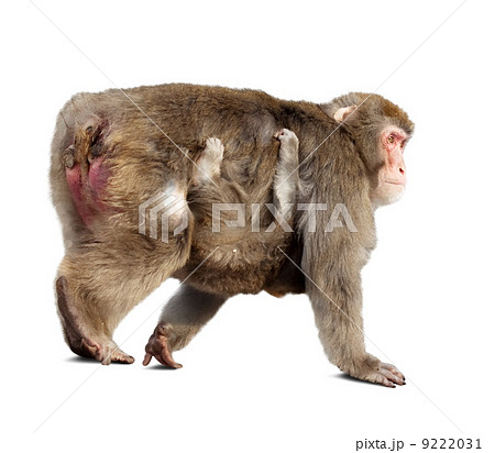 Japanese macaque with cub 9222031