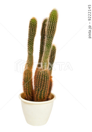 cactus in pot. Isolated on white 9222145