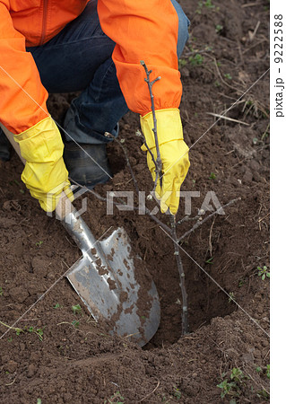 gardener planting the tree 9222588