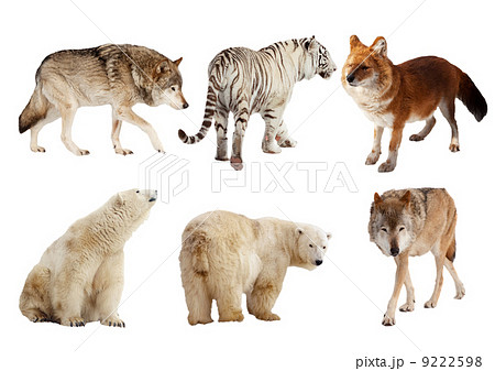 Set of Carnivora mammal over white Set of Carnivora mammal over white 9222598