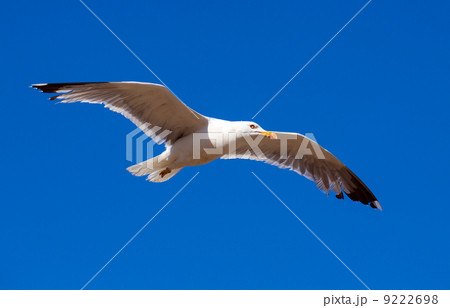 Flying seagull Flying seagull 9222698