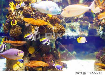 fish at coral reef 9222713