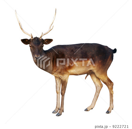 male fallow deer 9222721