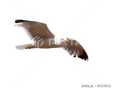 Flying seagull. Isolated over white 9223012