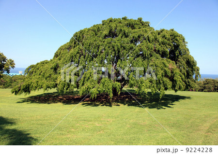 ジャマイカの大きな木 9224228