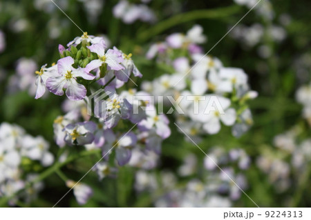 蘿蔔(すずしろ)の花 9224313