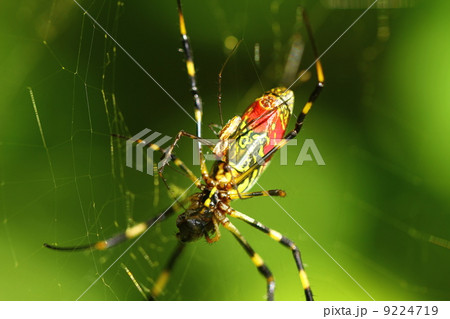 ジョロウグモ　交接 9224719