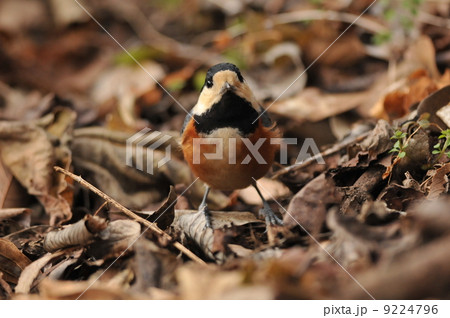 森の野鳥 ~ヤマガラ~ 森の野鳥 ~ヤマガラ~ 9224796