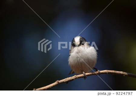 森の野鳥 ~エナガ~ 森の野鳥 ~エナガ~ 9224797