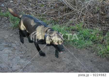 黒ラブの散歩 黒ラブの散歩 9224982