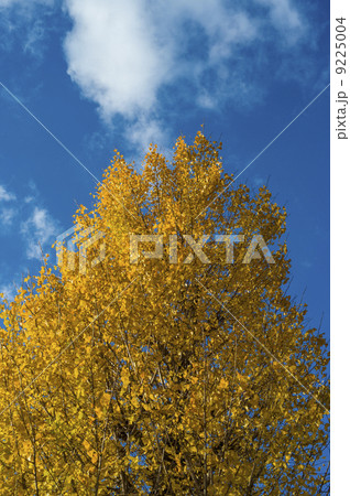 青空と銀杏 青空と銀杏 9225004
