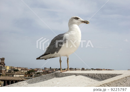 yellow legged-gull 9225797