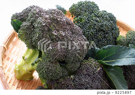 ブロッコリー　株　葉付き　新鮮　白背景 9225897